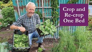 No Dig Succession Planting: Multiple Crops in One Small Bed, Easy and Fast