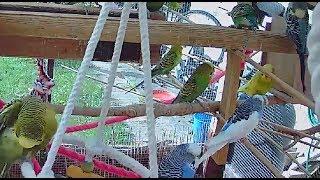 Live Budgie Aviary Cam Better Quality 7th June 20:12pm