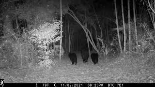 Bear family in the walking path