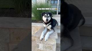 Do you think WOODY is cute? #dogshorts #puppy #cutedog  #husky #huskydog #dog #dogshorts #shorts