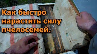 5 факторов быстрого развития пчёл.