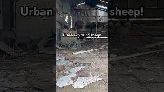 I found sheep in a slaughterhouse #urbex #abandoned #abandonedplaces #urbanexploration #shorts