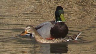 Mating and courtship of mallard duck