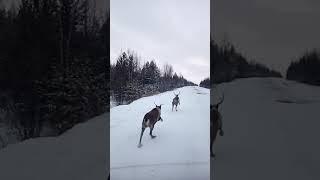 Олени на дороге "Ягельный- Надым"