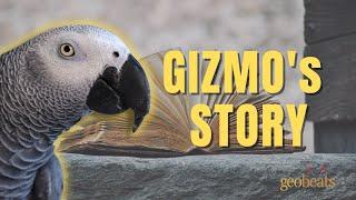 Gizmo's Story by GeoBeats Animals | Gizmo the Grey Bird