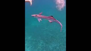 Real Remora Attack!