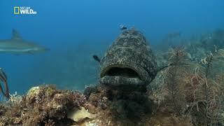 Охота гигантского групера (Epinephelus itajara) и луциана (сем. Lutjanidae) на лангустов.