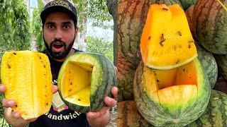 क्या आपने देखा है Most Unique YELLOW WATERMELON दुनिया का आठवाँ अजूबा Indian Street Food | Gzb