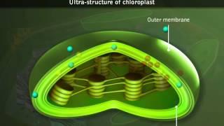 Chloroplasts - Structure