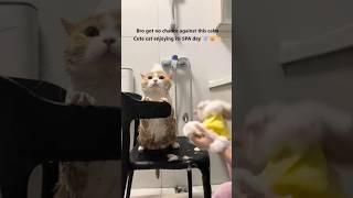 TT33 Cute cat enjoying its SPA day #cat #spa