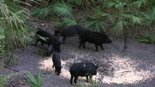 BIG HOG Crossbow Hunt in Florida | Hog Hunting