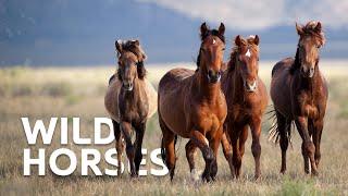 The Wild Horses Of Australia