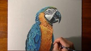 Parrot drawing