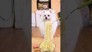 Nico put a bomb in the noodles!#nico #smartnico #funny #puppy #funnydogs