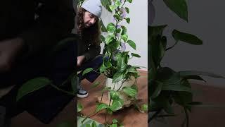 Turning a pothos vine into 10 plants #houseplants #plants #pothos