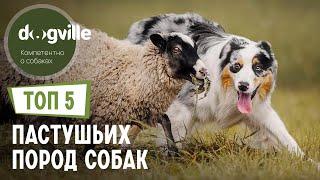 ТОП 5 Пастушьих пород собак