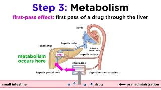 Pharmacokinetics: How Drugs Move Through the Body