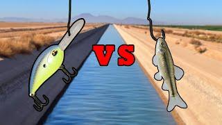 LIVE BAIT VS LURES - What Bait Catches More Fish?