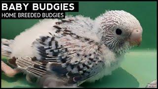 Baby Budgies | Hyderabad Birds Empire