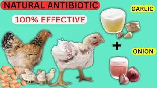 You'll NEVER Need Antibiotics Again for Chickens After Trying This! (Onion Extract + Garlic)