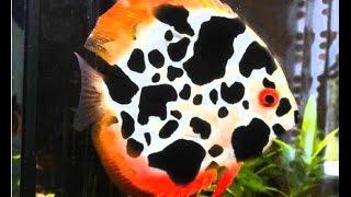 Reproduction Discus Red Cover & Pigeon Blood chez  Discus Egg Fry Wriggler