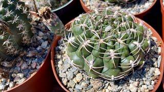 Cactus & Euphorbia at Sunset Blvd Nursery