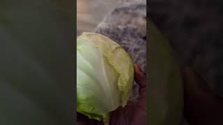 #shortsfeed  HOMEGROWN CABBAGE #gardening #realfood