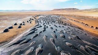Они Вывезли Сотни Бобров на Мертвую Землю Без Воды и Травы, То, Что Они Сделали, Поразит Вас