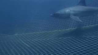 Great White Shark - Swimming with a baby