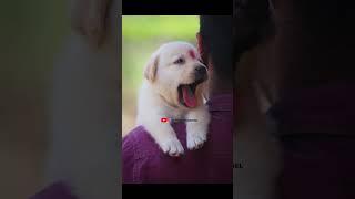 Labrador Male and Female Puppy's #labradorpuppy #labradorretriever #lab #labrador #labradorlovers