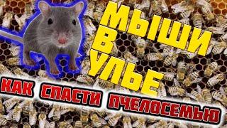 Ошибки пчеловода. Мышь в улье зимой. Как спасти пчелосемью.  A mouse in a hive in winter.