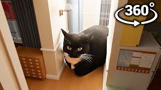 Maxwell The Cat 360° - IN YOUR HOUSE!