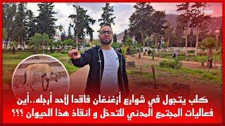 كلب يتجول في شوارع أزغنغان فاقدا لأحد أرجله..أين فعاليات المجتمع المدني للتدخل و انقاذ هذا الحيوان