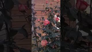 БЭЛЬ"-худеть или не худеть"...