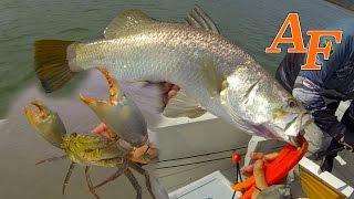 Mud Crab Flathead and Barramundi fishing Andy's Fish Video EP.350