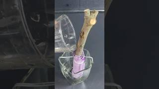 #Shorts #Mangotreecutting #youtubeshorts #viralshorts #Mita'sgardeningtrick