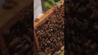 Benefits of honeybees in coconut farm