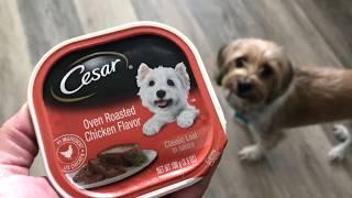 Best Dog Food: Cesar Gourmet Wet Dog Food [Tested & Reviewed]