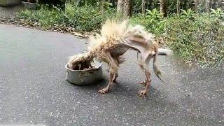 It Seemed Impossible to Survive in The Deep Forest... But This Starving Dog Made a Miracle!