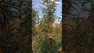 Облепиха ЗЛАТА. Один из самых урожайных и перспективных сортов.