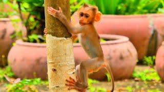 Super cute macaque baby Moken! Sweetie Moken so active, running, climbing, diving & playing so cute!