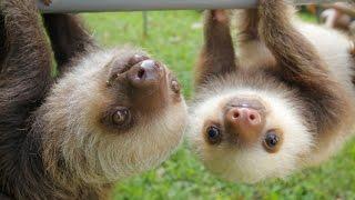 Learn About SLOTHS: The World's Slowest Mammals