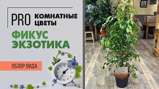 Фикус Экзотика - обзор фикуса бенджамина | Своенравный красавчик, который легко переносит стрижку