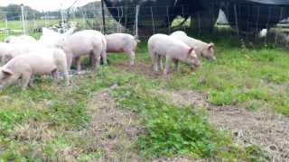 New Piglets - Group 4