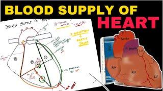 Blood Supply of Heart | Coronary Circulation | Easy Concepts | Thorax Anatomy