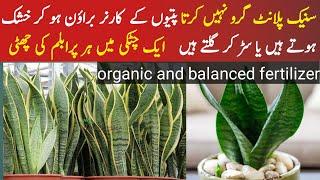 Organic fertilizer fertilizer for snack plant|2 secret growing tips