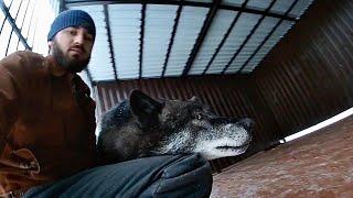 The big wolf Akela basks with the owner. Большой волк Акела в секунду меняет настроение и нежится.