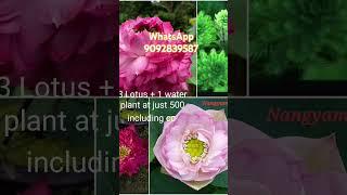 super combo 500#offer sale #trending #gardening #lotustuber #viralvideo #shorts