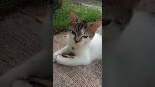 #dancehall #newmusic #dance #cat