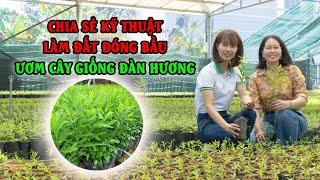 Mô Hình Vườn Ươm Cây Giống Đàn Hương - Chia Sẻ Kỹ Thuật Làm Đất Đóng Bầu Ươm Cây Giống Đàn Hương